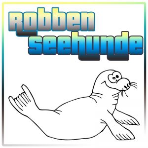 Robben / Seehunde
